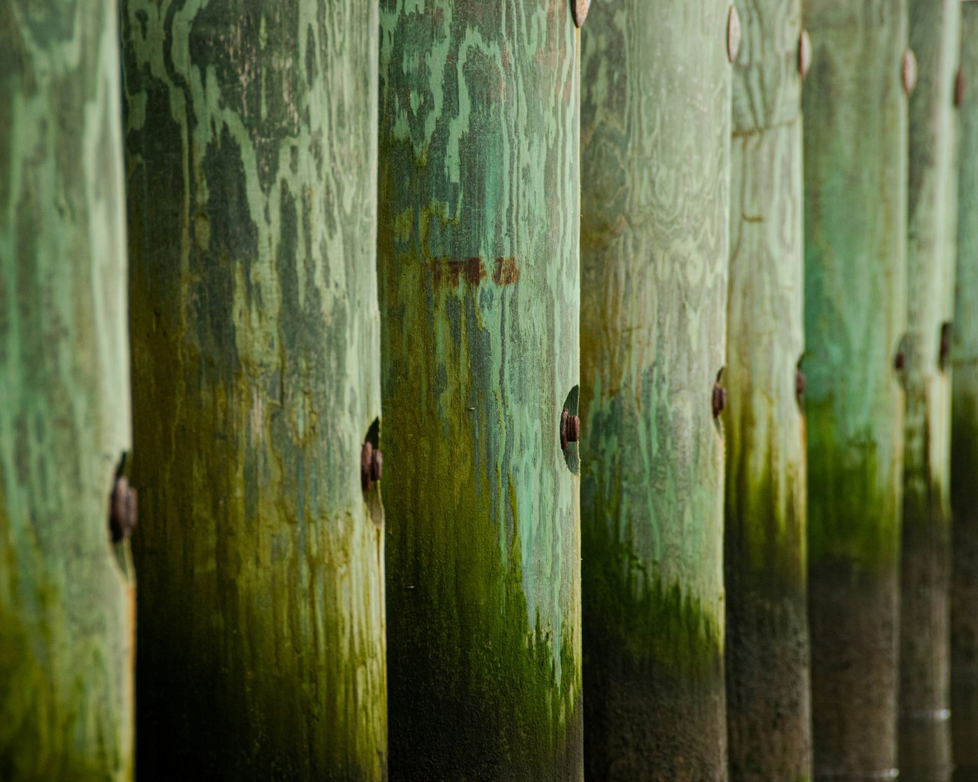 Weathered wooden pilings covered in green algae