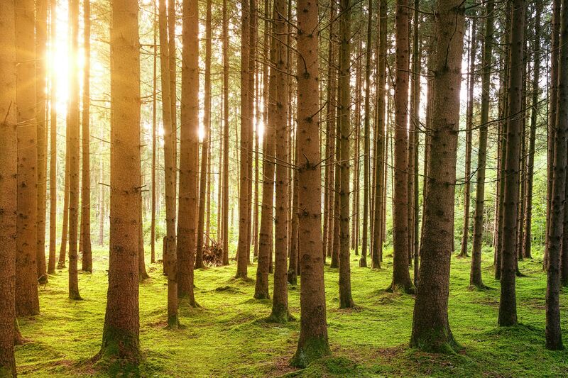 Sunlight through tall pine trees