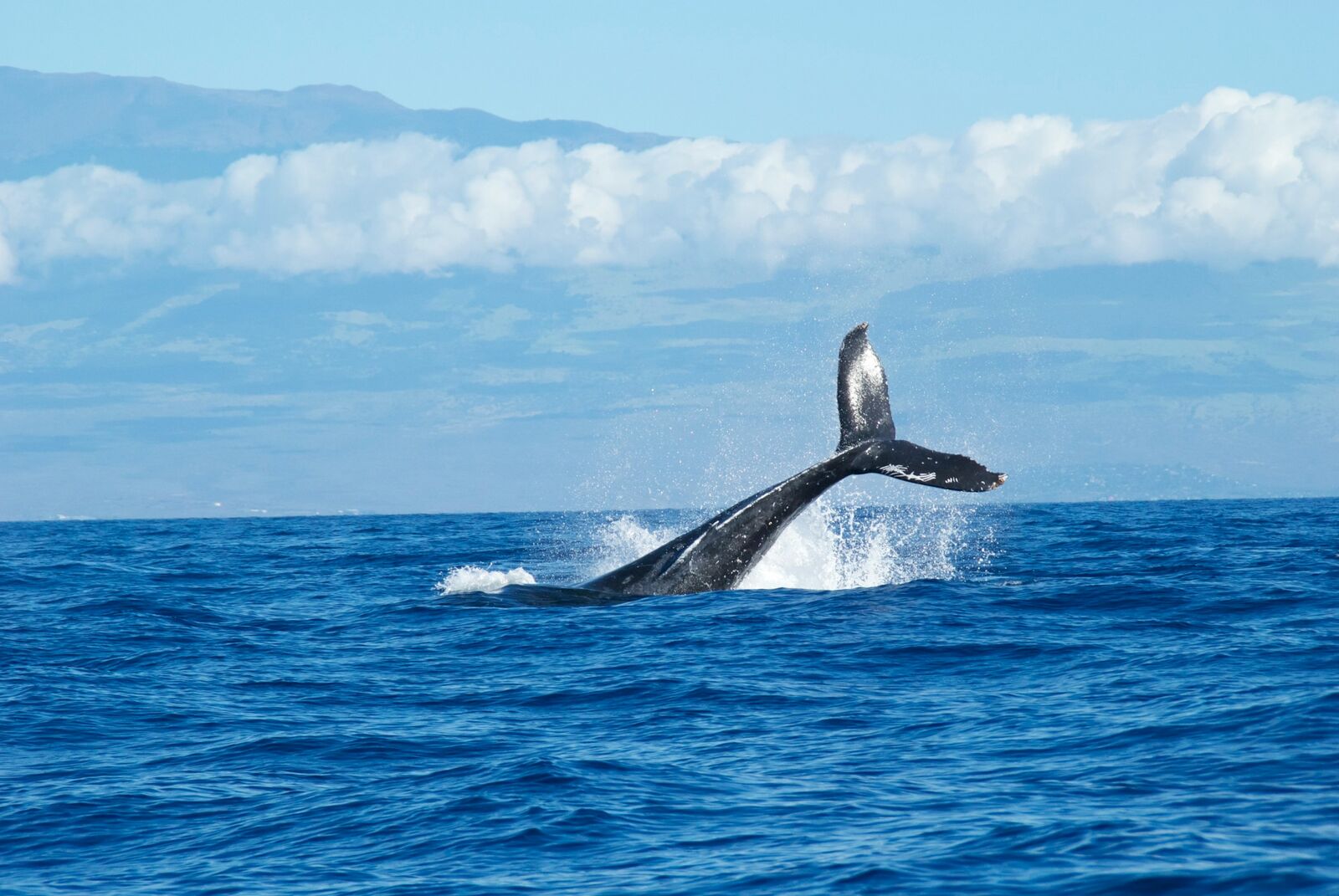 A humpback whale tail rising above the ocean