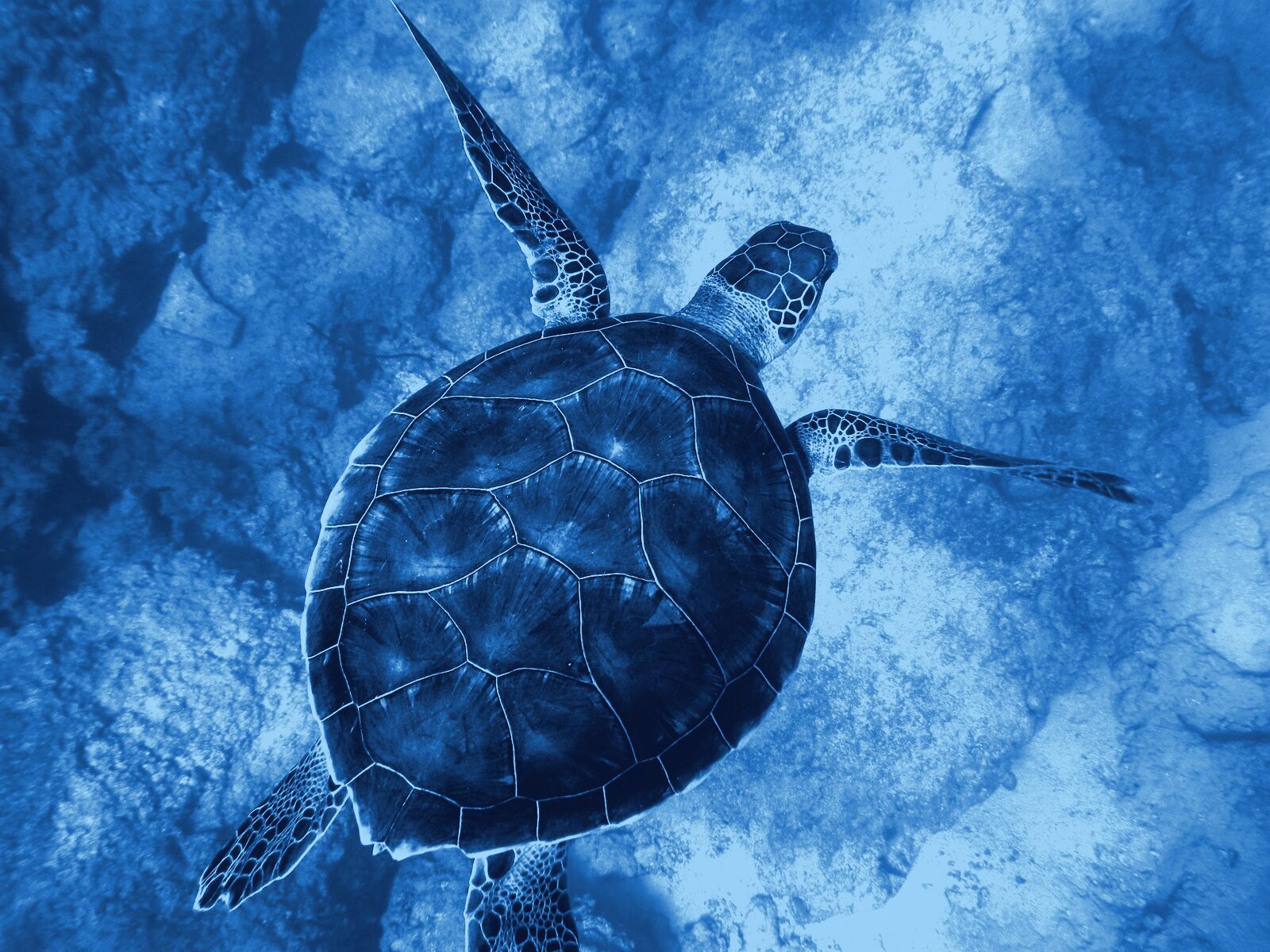 A green sea turtle seen from above gliding over a reef
