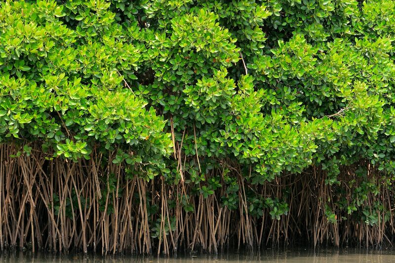 Mangrove roots along a calm river