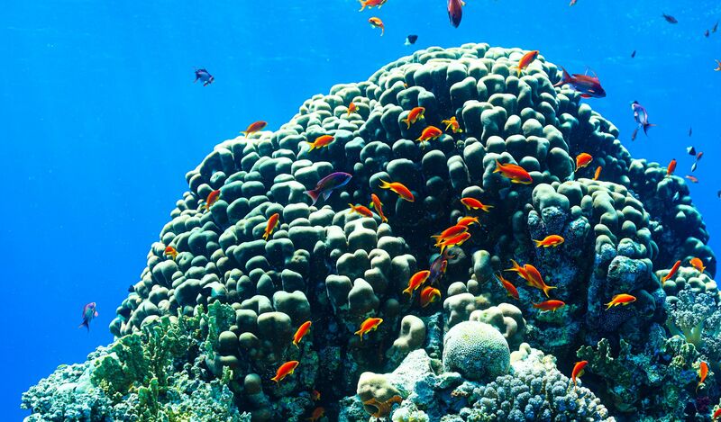 A coral reef with schools of orange fish