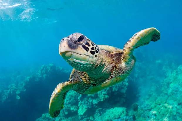 A green sea turtle over a reef in clear water
