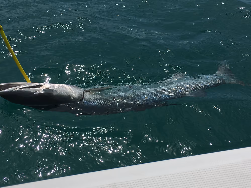 A barracuda finning just under the surface beside the boat