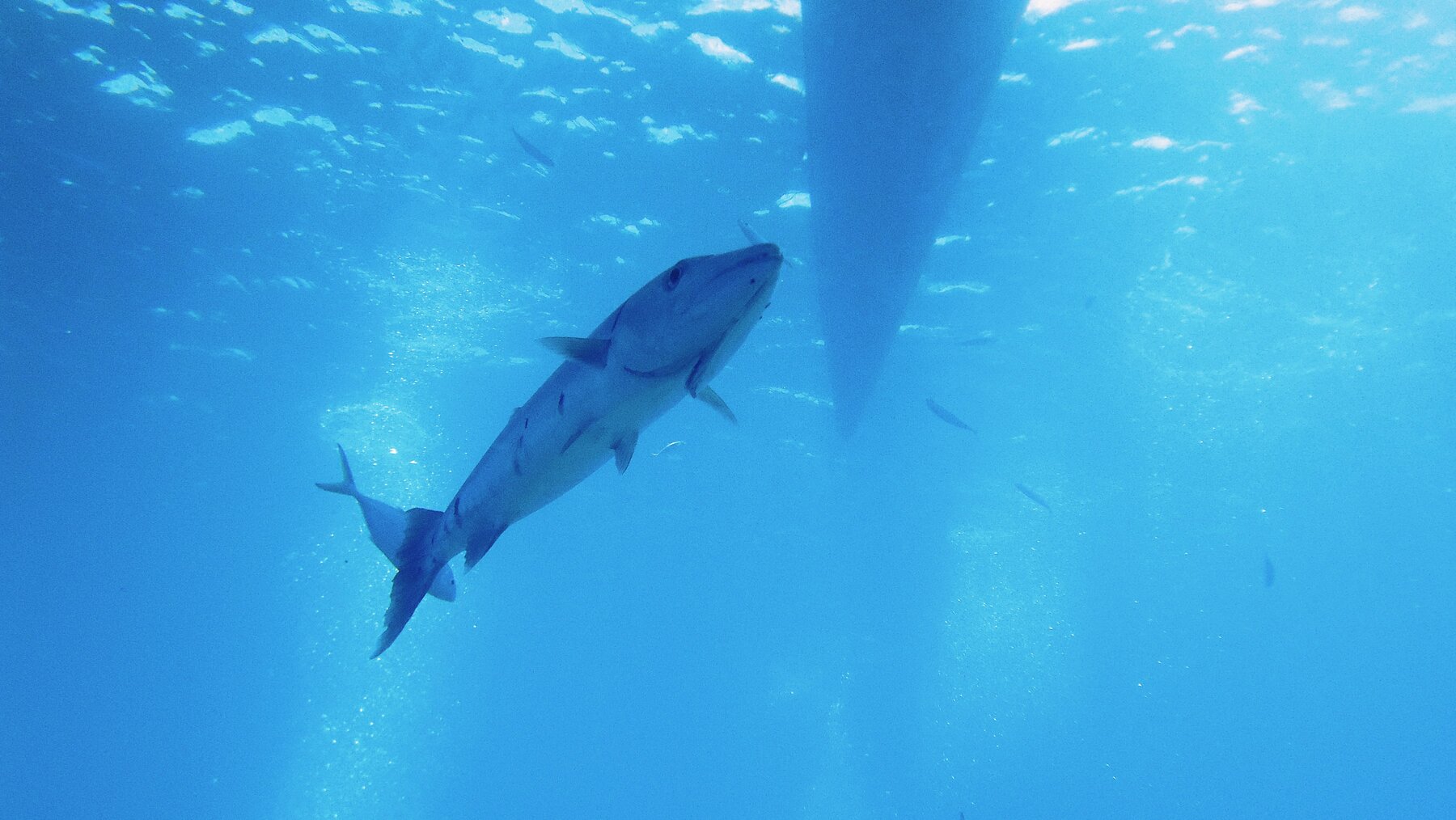 A barracuda holding in clear open water