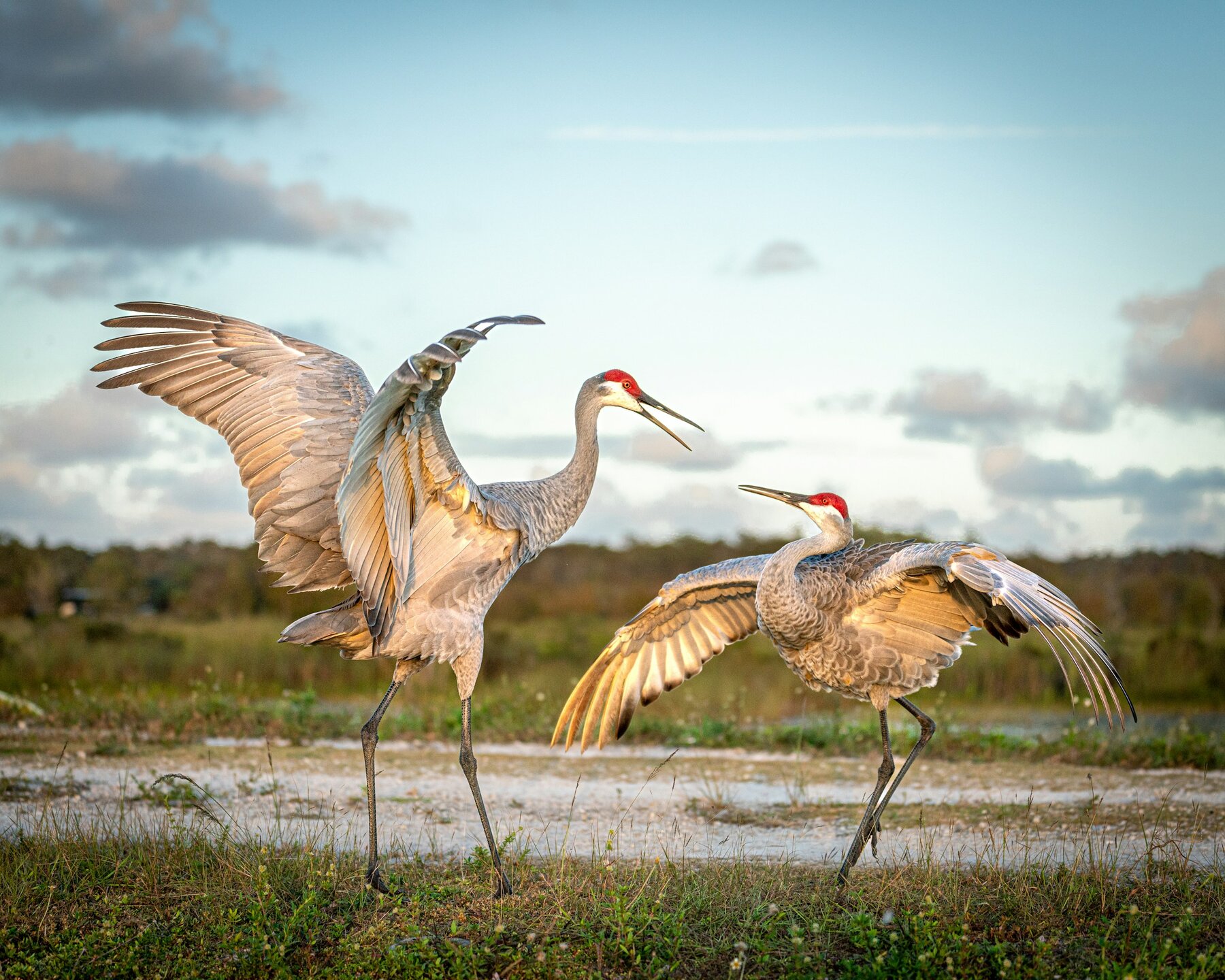 Sandhill cranes in a wet field