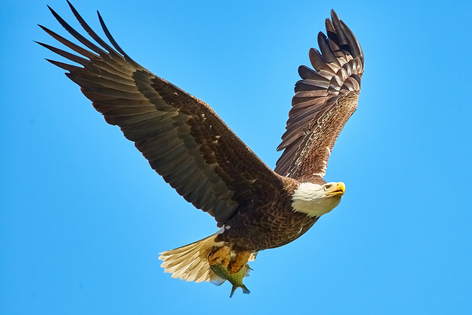 An eagle in flight