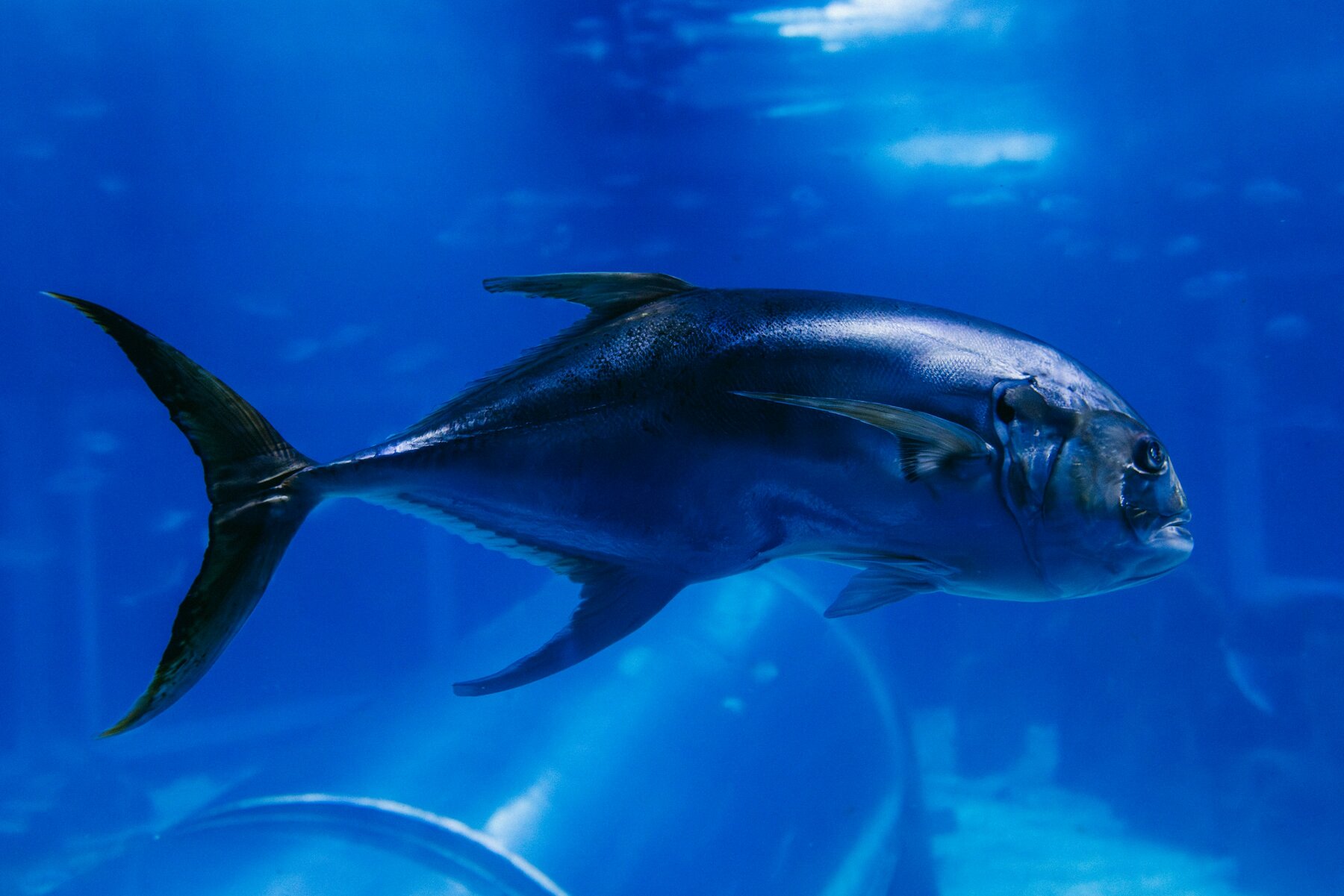 Open blue water alive with fish