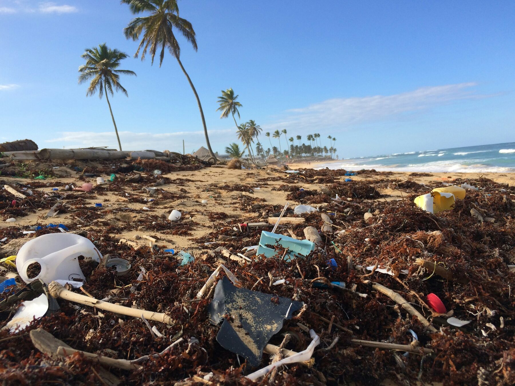 Plastic debris washed along a shoreline