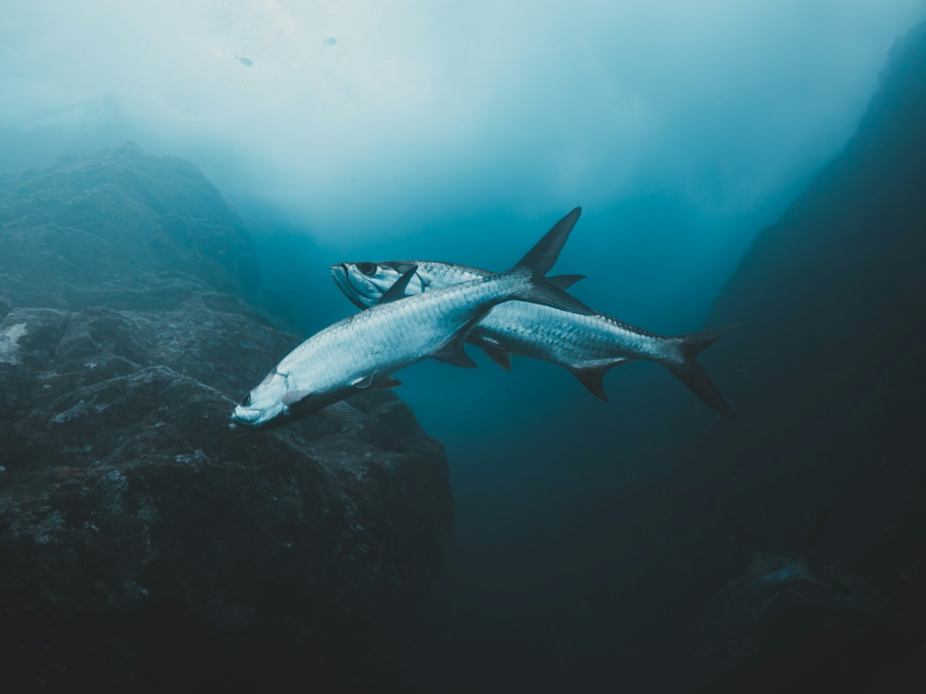 A tarpon rolling in green water