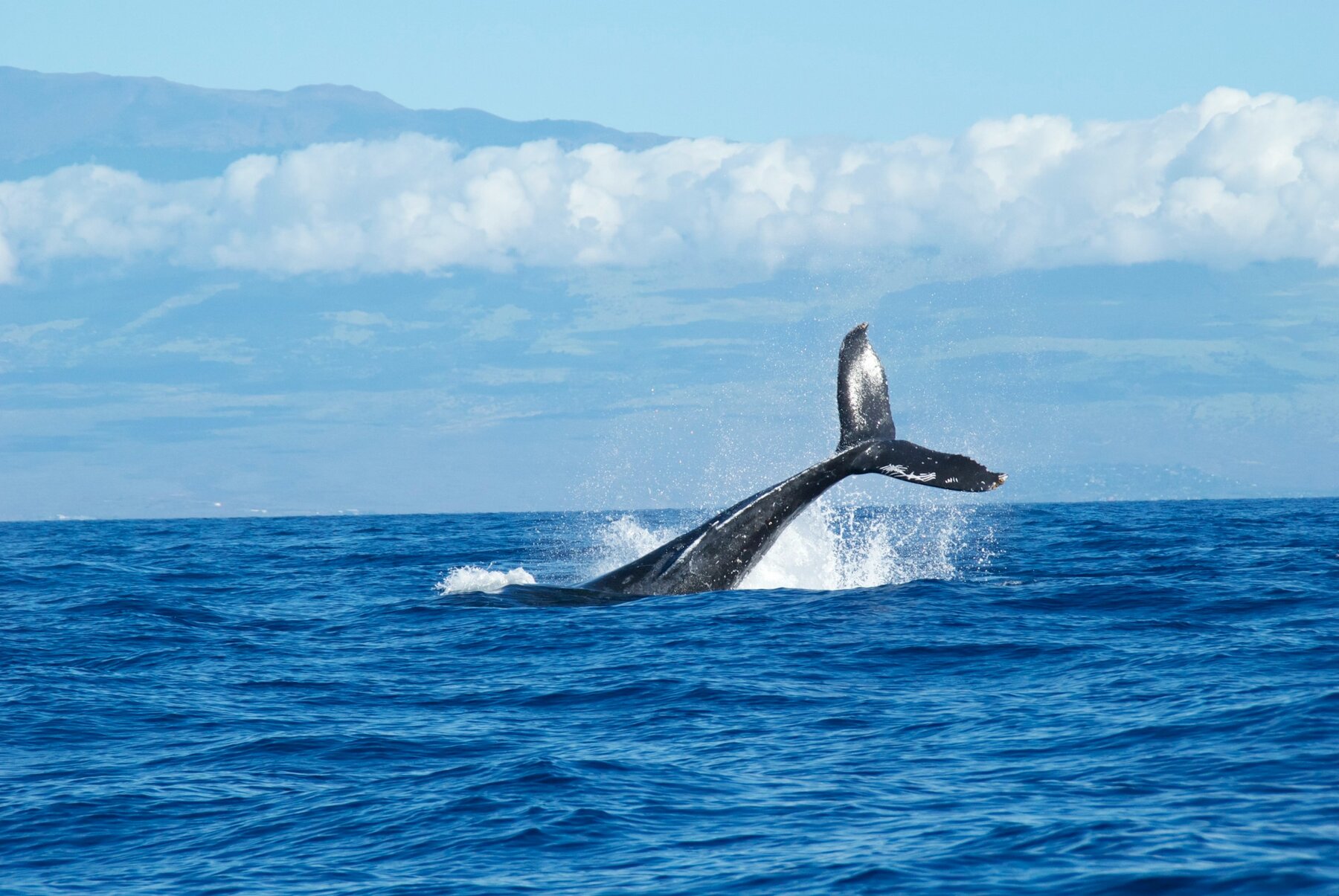 A whale at the surface