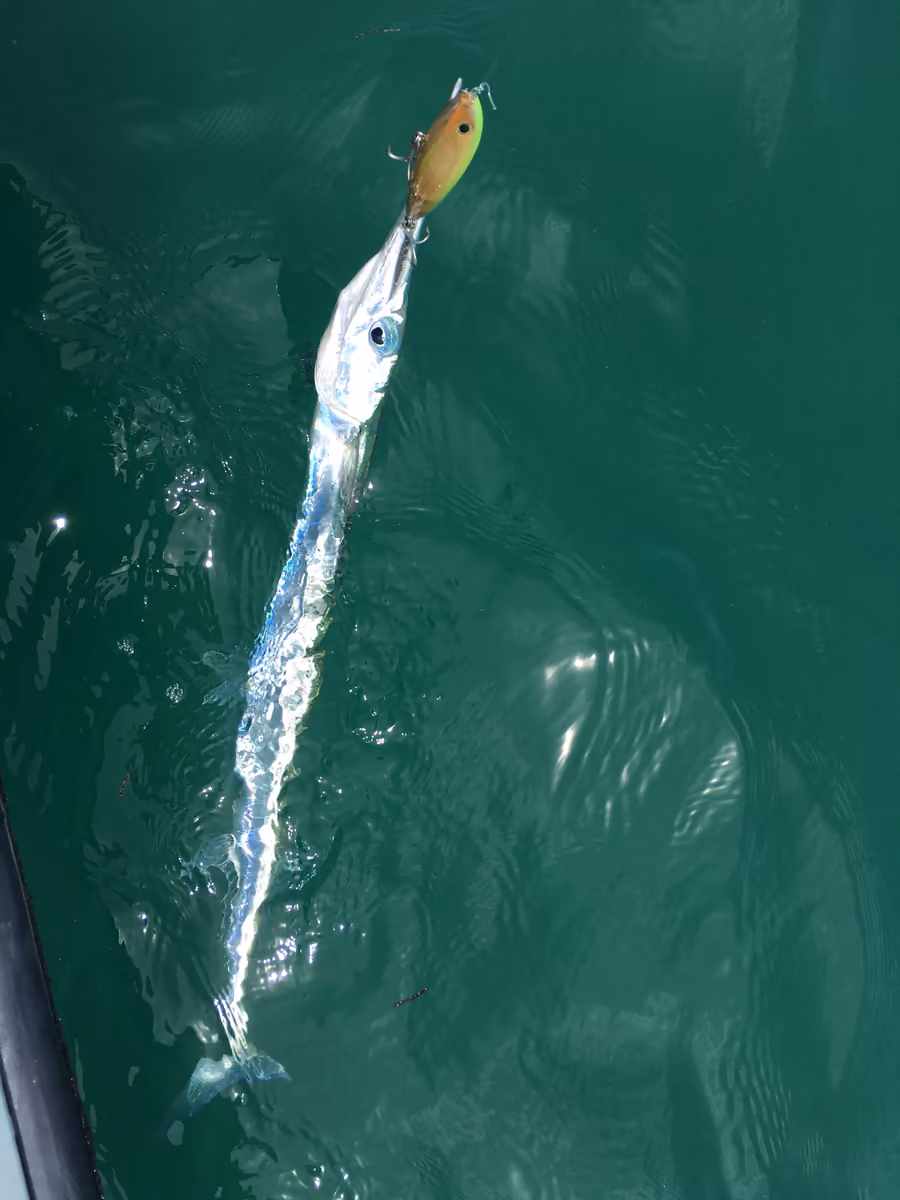 A lure being chased through green water by a needlefish